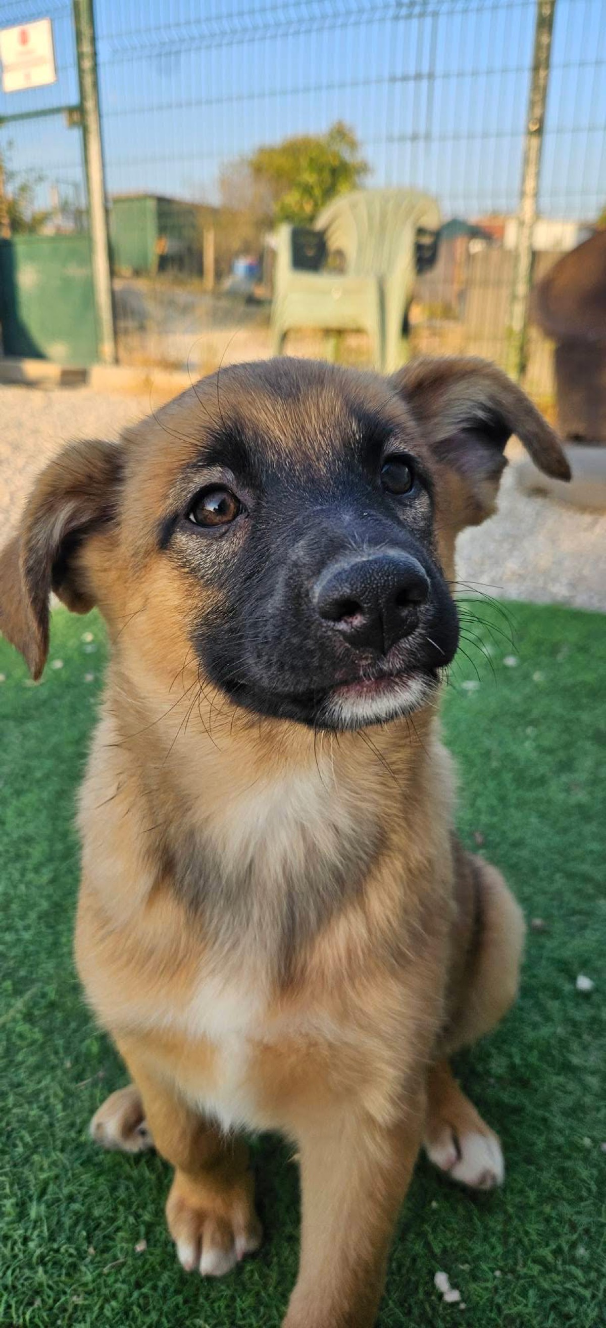 Cachorro do abrigo