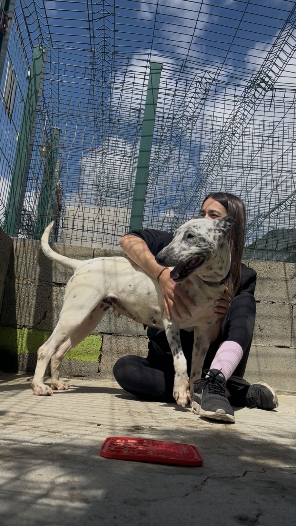 Voluntária a cuidar de um cão