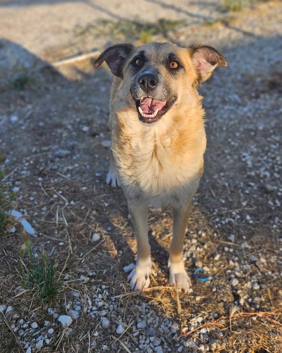 Cão feliz no abrigo