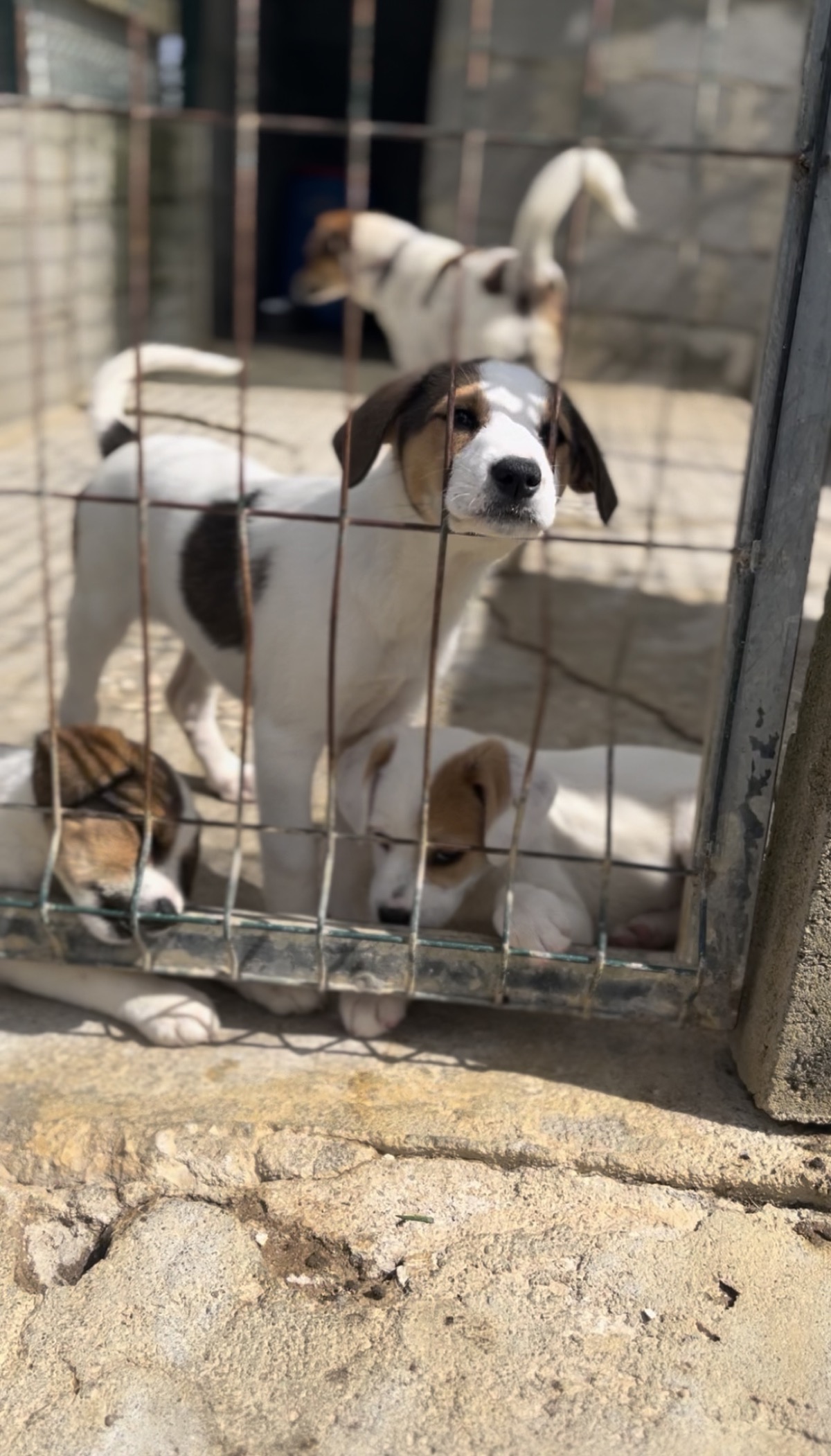 Cachorros no abrigo