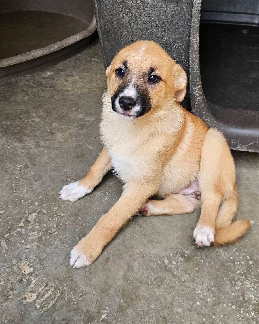Cachorro do abrigo